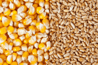 grains