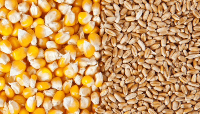 grains